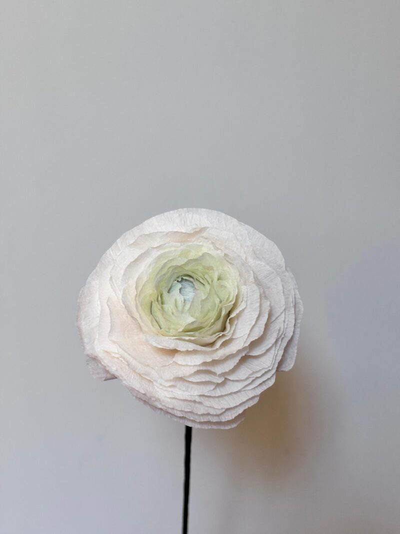 Beyaz Ranunculus - Görsel 2
