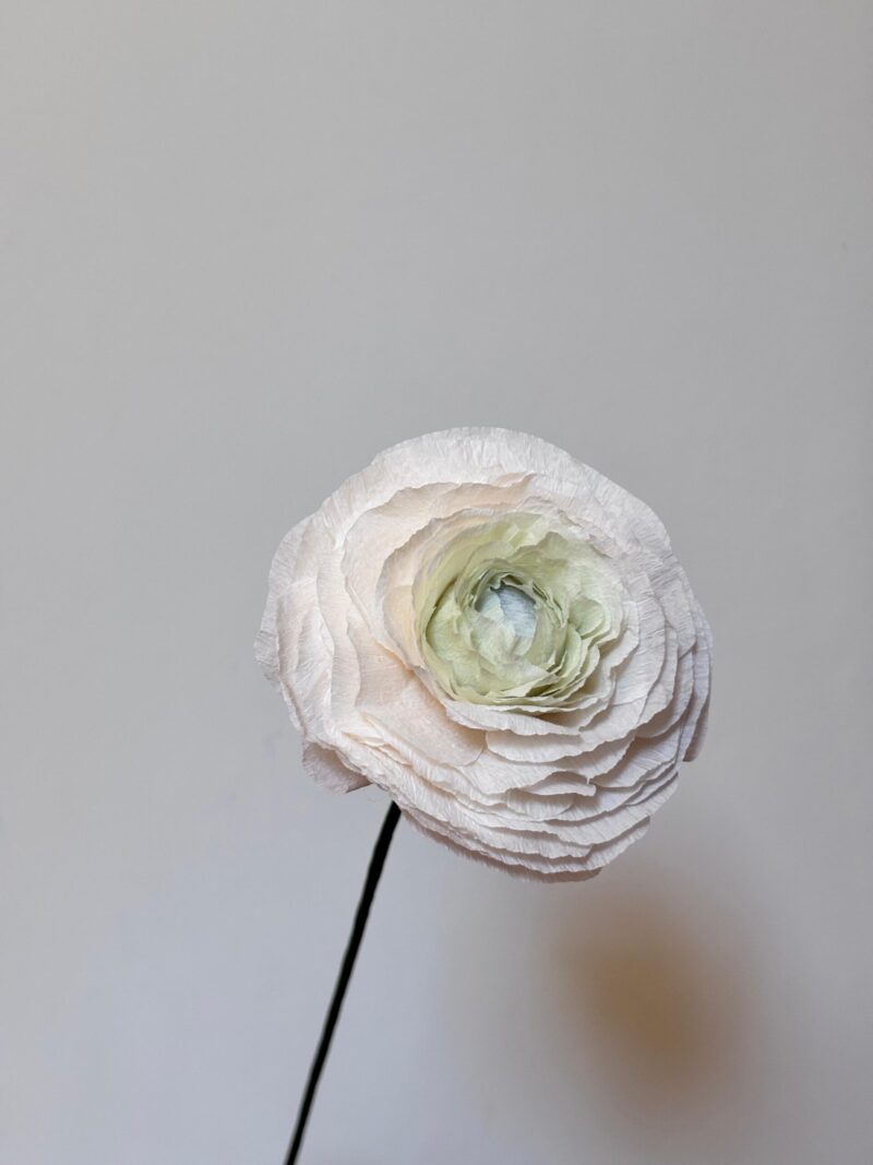 Beyaz Ranunculus - Görsel 3