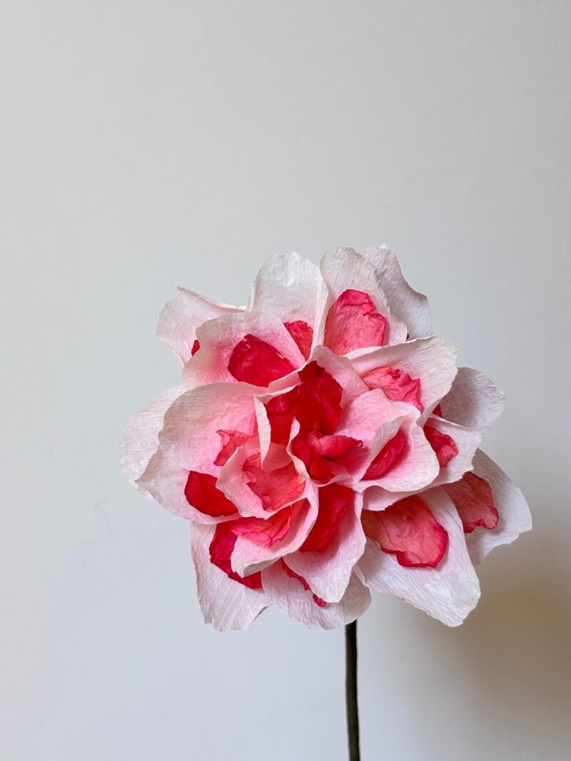 Mercan Double Daffodil - Görsel 4