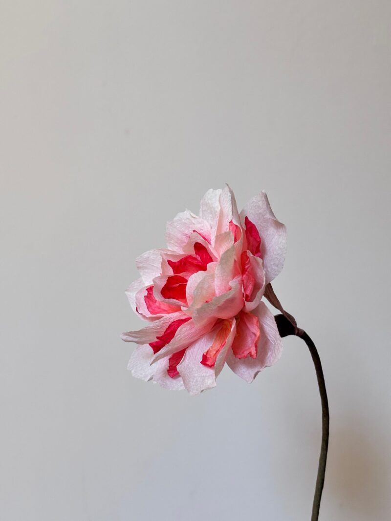 Mercan Double Daffodil - Görsel 2