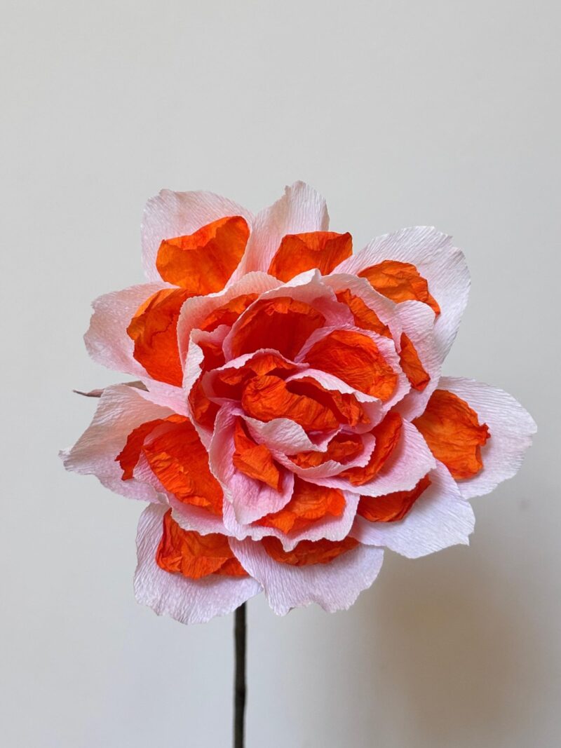 Turuncu Double Daffodil - Görsel 2