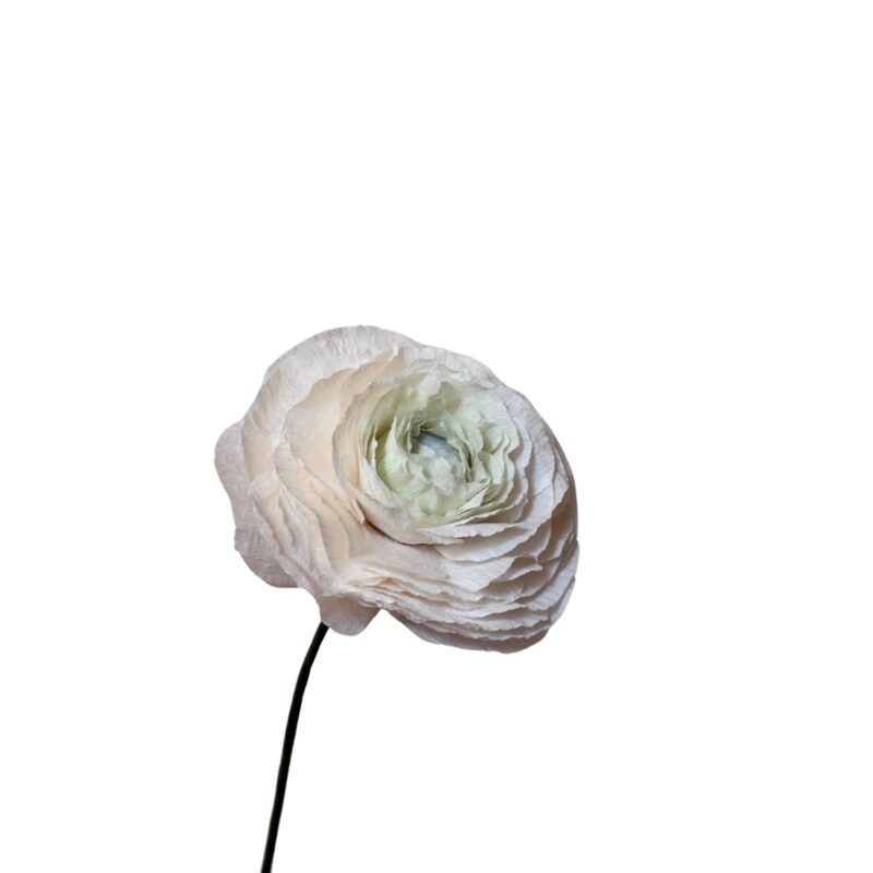 Beyaz Ranunculus