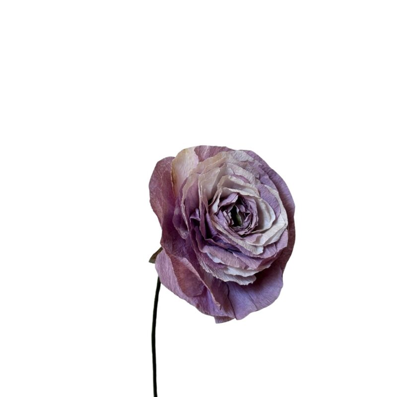 Renkli Ranunculus